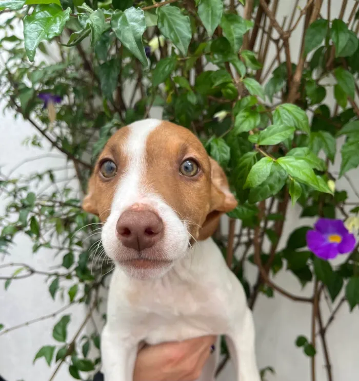 Cachorro ra a SRD-ViraLata idade 2 a 6 meses nome Neji