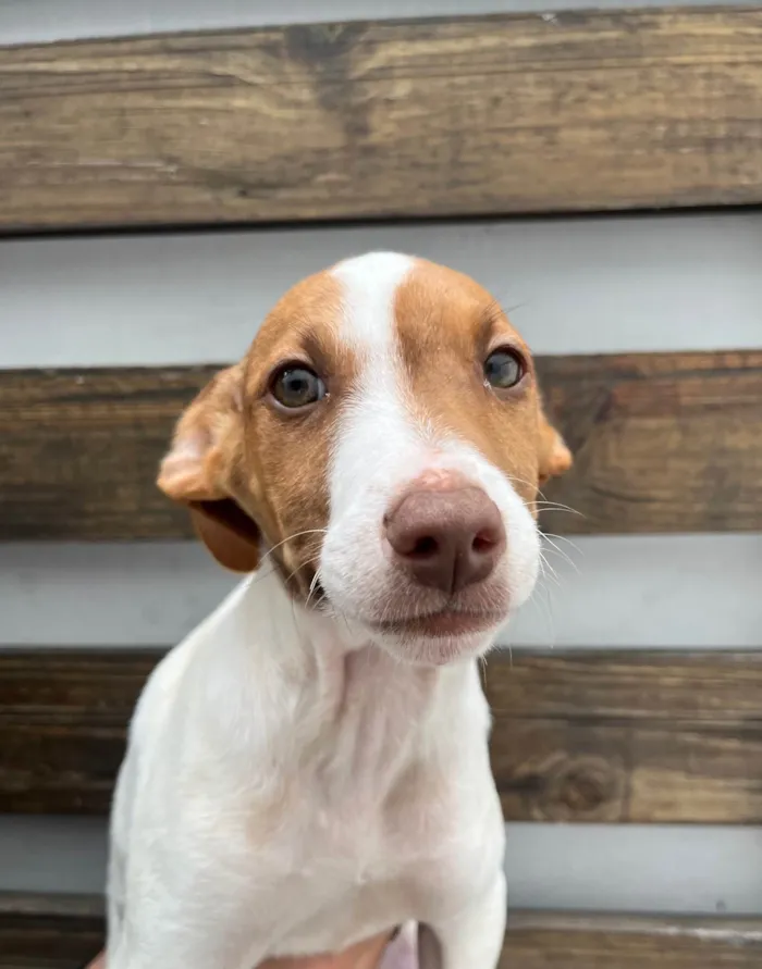 Cachorro ra a SRD-ViraLata idade 2 a 6 meses nome Neji