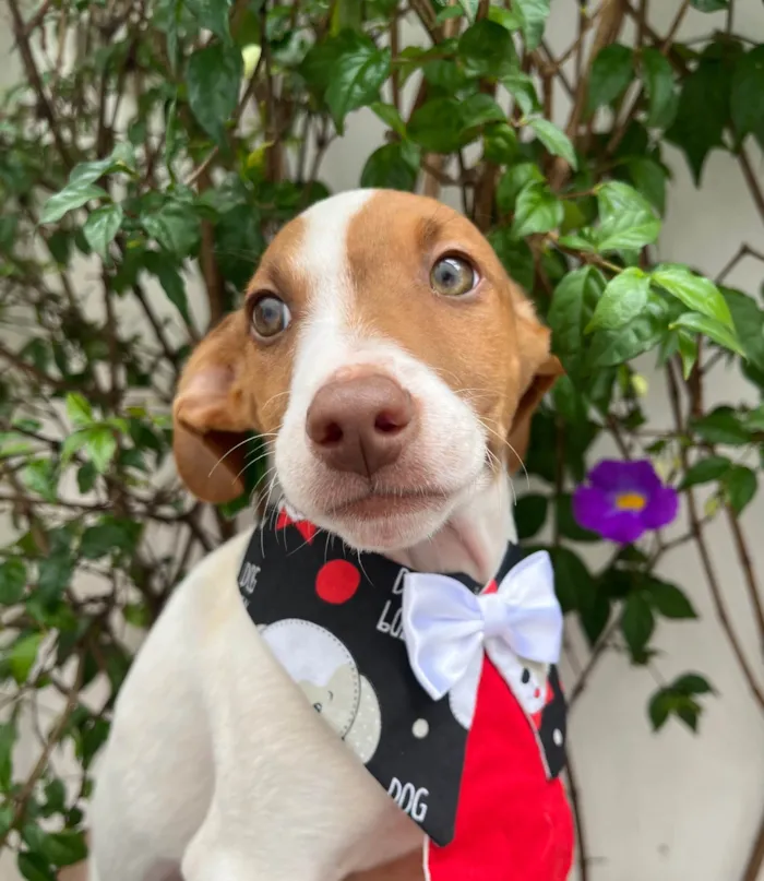 Cachorro ra a SRD-ViraLata idade 2 a 6 meses nome Neji