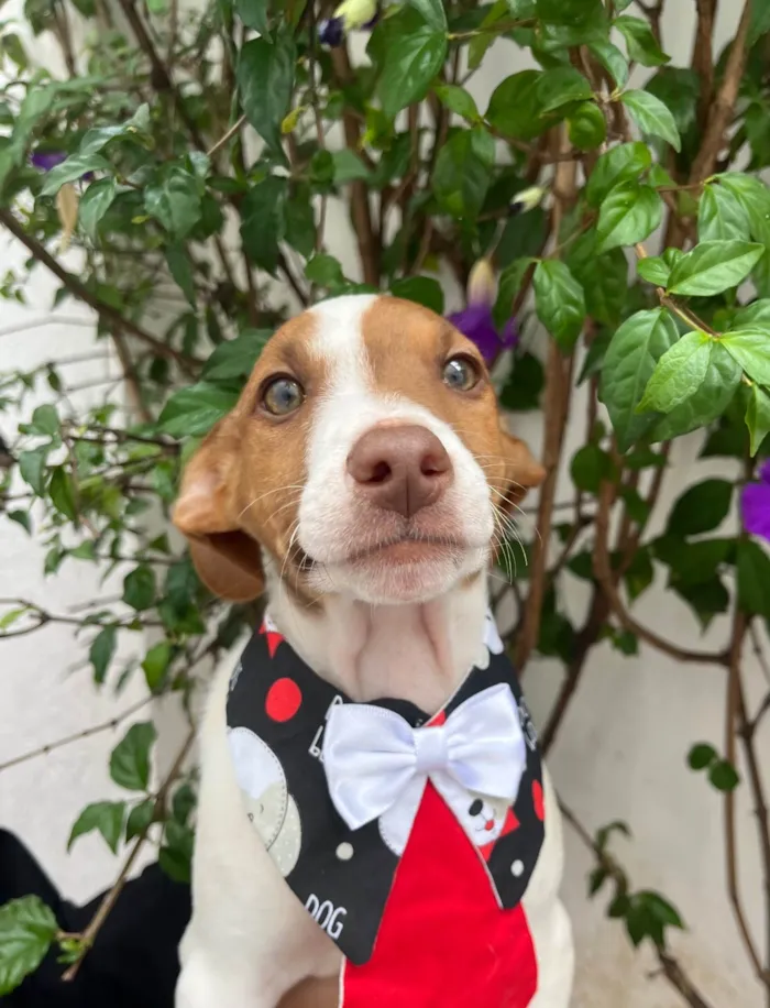 Cachorro ra a SRD-ViraLata idade 2 a 6 meses nome Neji