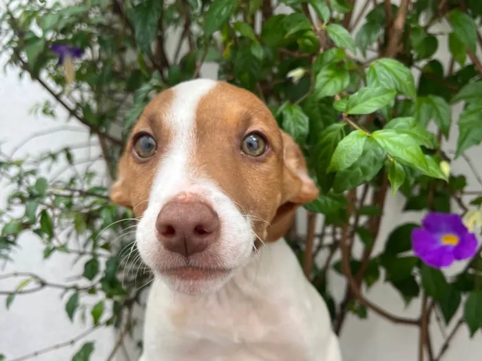 Cachorro ra a SRD-ViraLata idade 2 a 6 meses nome Neji