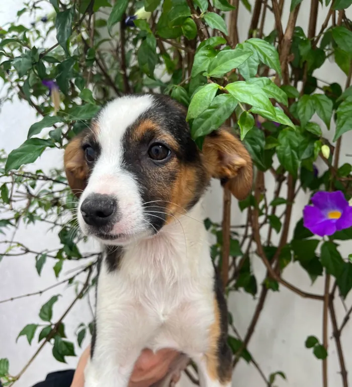Cachorro ra a SRD-ViraLata idade 2 a 6 meses nome Shikamaro
