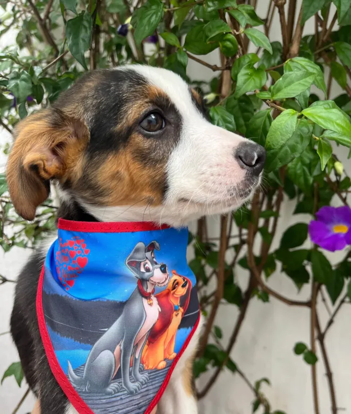 Cachorro ra a SRD-ViraLata idade 2 a 6 meses nome Shikamaro
