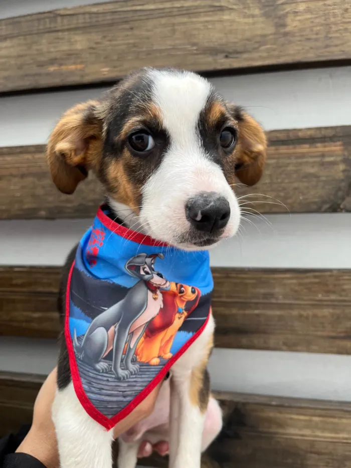 Cachorro ra a SRD-ViraLata idade 2 a 6 meses nome Shikamaro