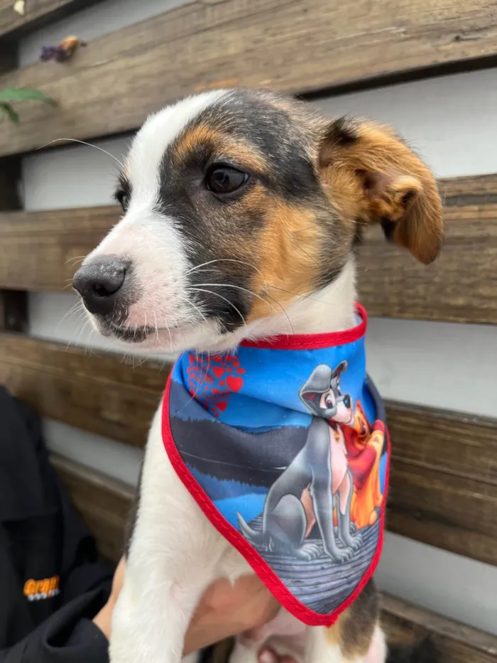 Cachorro ra a SRD-ViraLata idade 2 a 6 meses nome Shikamaro