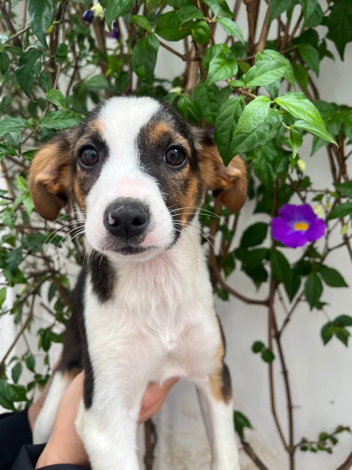 Cachorro ra a SRD-ViraLata idade 2 a 6 meses nome Shikamaro