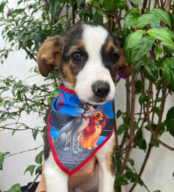 Cachorro ra a SRD-ViraLata idade 2 a 6 meses nome Shikamaro