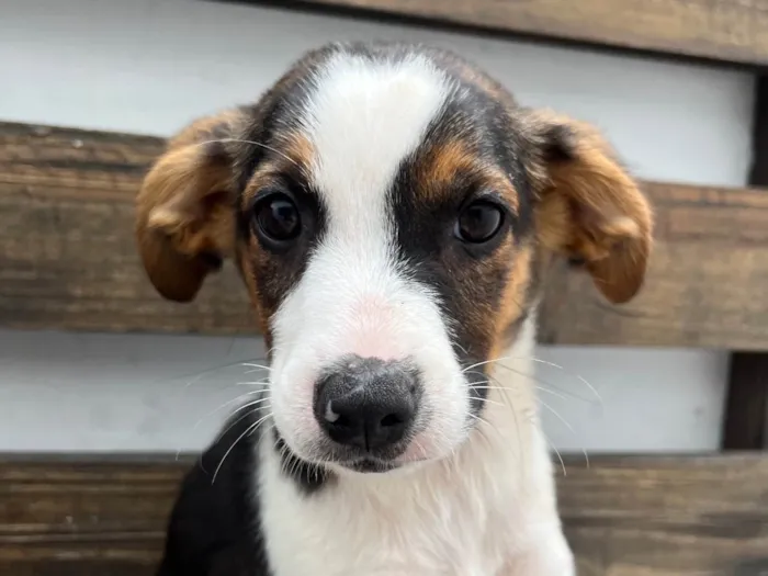 Cachorro ra a SRD-ViraLata idade 2 a 6 meses nome Shikamaro