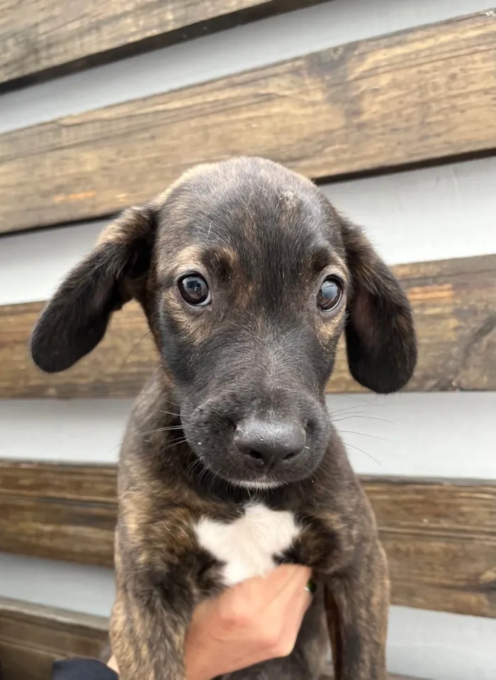Cachorro ra a SRD-ViraLata idade 2 a 6 meses nome Choji