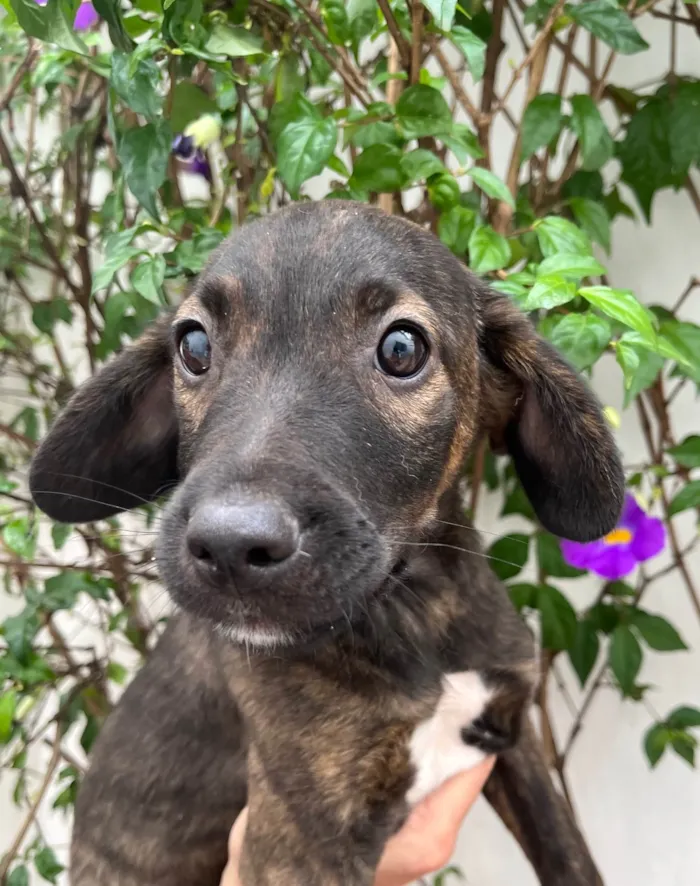 Cachorro ra a SRD-ViraLata idade 2 a 6 meses nome Choji