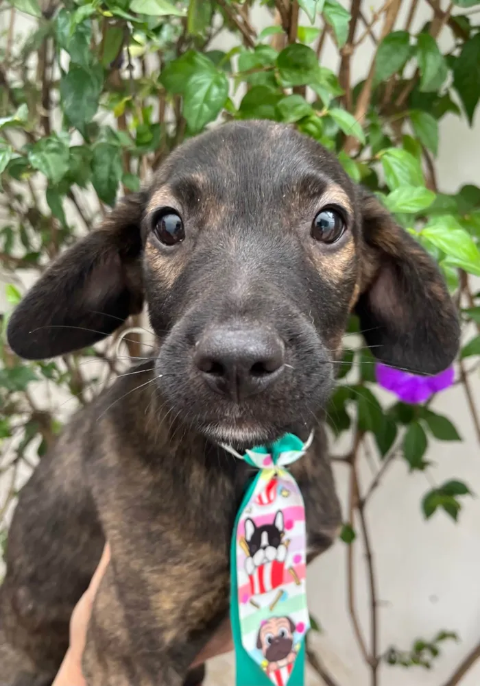 Cachorro ra a SRD-ViraLata idade 2 a 6 meses nome Choji