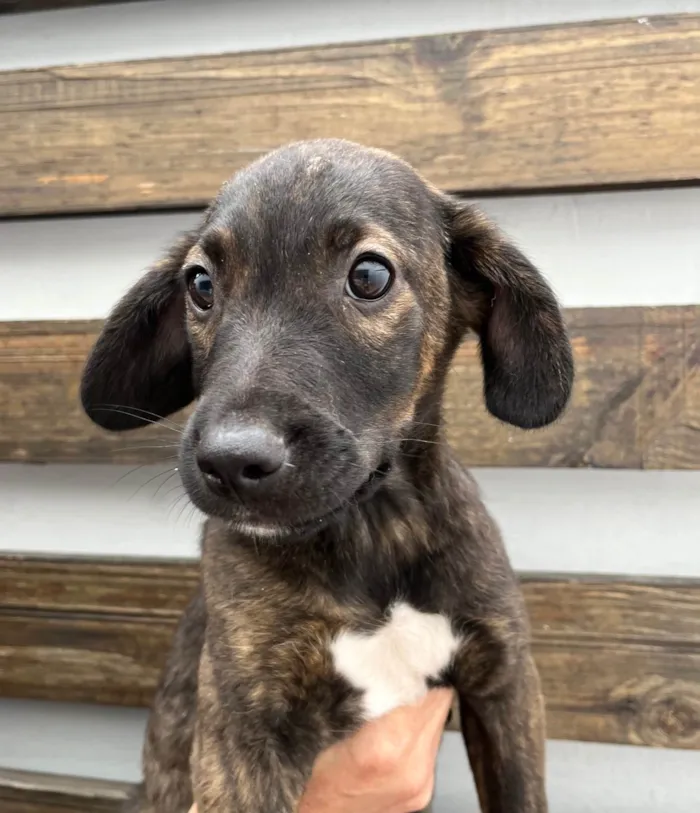 Cachorro ra a SRD-ViraLata idade 2 a 6 meses nome Choji