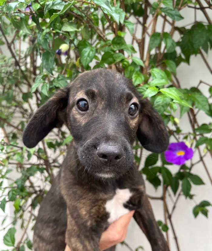 Cachorro ra a SRD-ViraLata idade 2 a 6 meses nome Choji