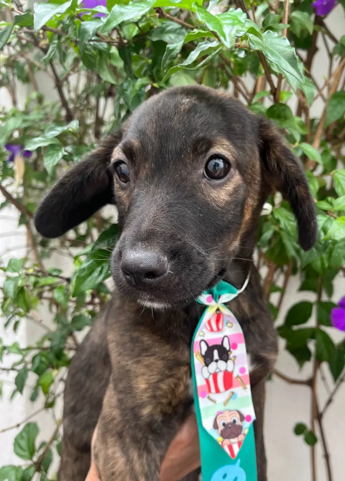 Cachorro ra a SRD-ViraLata idade 2 a 6 meses nome Choji