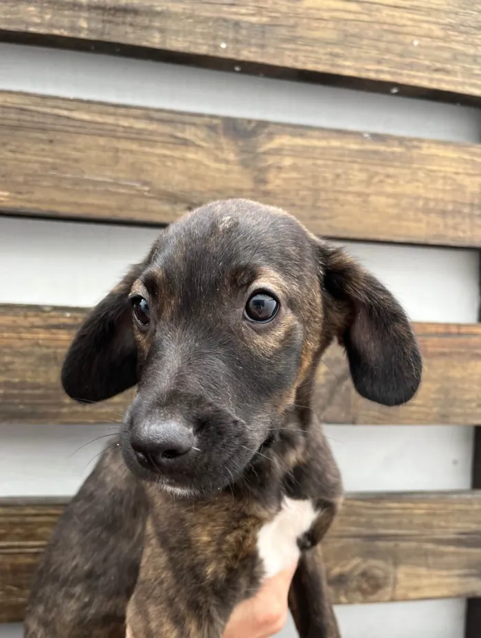Cachorro ra a SRD-ViraLata idade 2 a 6 meses nome Choji