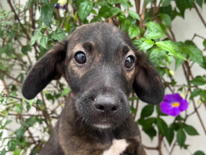 Cachorro ra a SRD-ViraLata idade 2 a 6 meses nome Choji