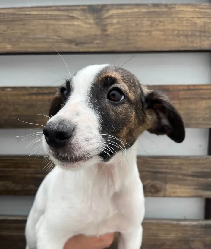 Cachorro ra a SRD-ViraLata idade 2 a 6 meses nome Rock Lee