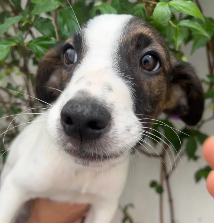 Cachorro ra a SRD-ViraLata idade 2 a 6 meses nome Rock Lee