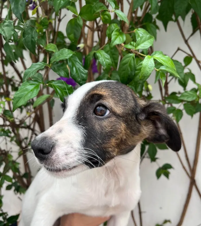 Cachorro ra a SRD-ViraLata idade 2 a 6 meses nome Rock Lee
