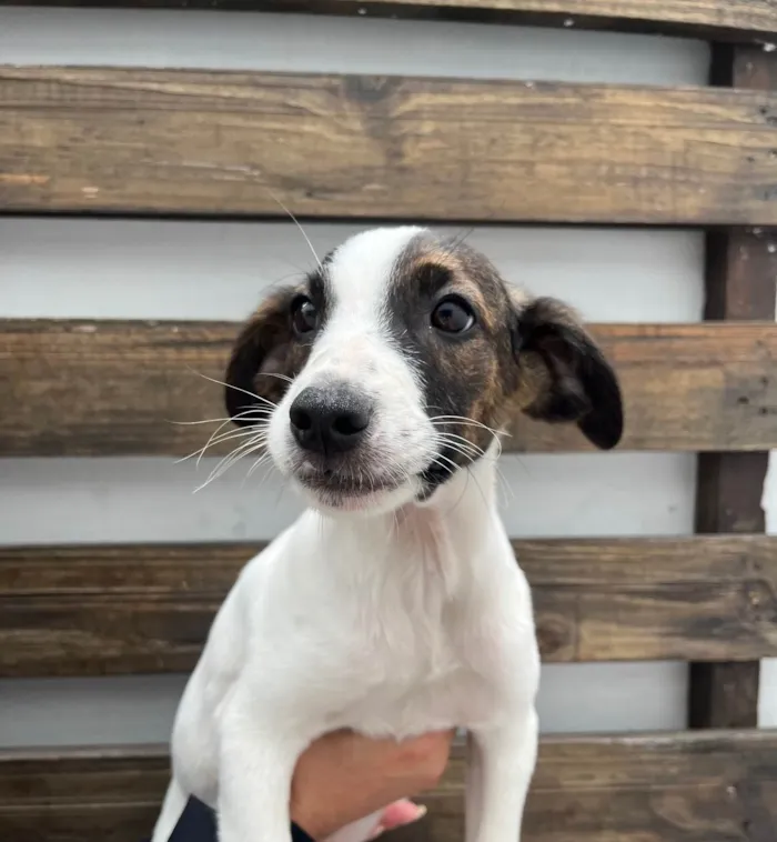 Cachorro ra a SRD-ViraLata idade 2 a 6 meses nome Rock Lee