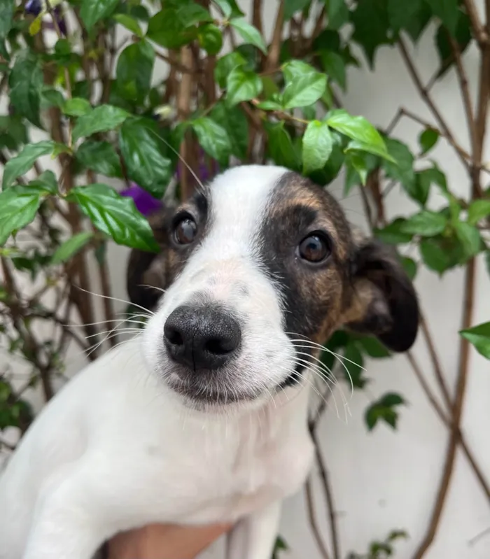 Cachorro ra a SRD-ViraLata idade 2 a 6 meses nome Rock Lee