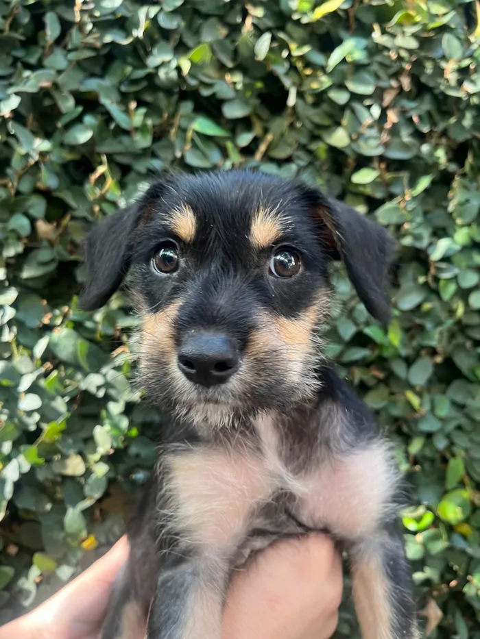 Cachorro ra a SRD-ViraLata idade 2 a 6 meses nome Gaia