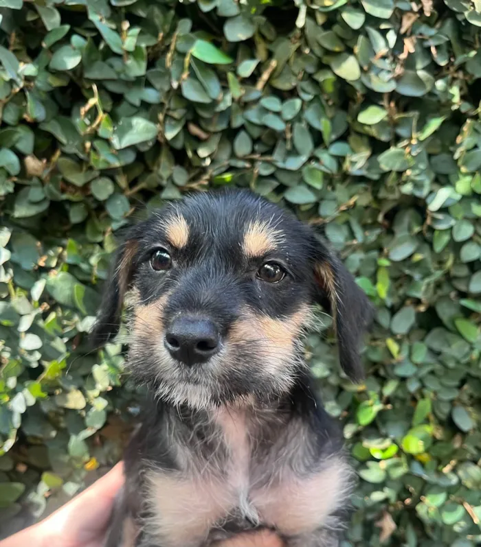 Cachorro ra a SRD-ViraLata idade 2 a 6 meses nome Gaia