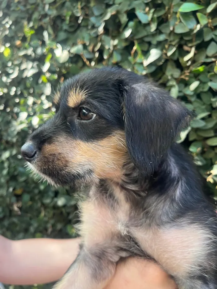 Cachorro ra a SRD-ViraLata idade 2 a 6 meses nome Gaia
