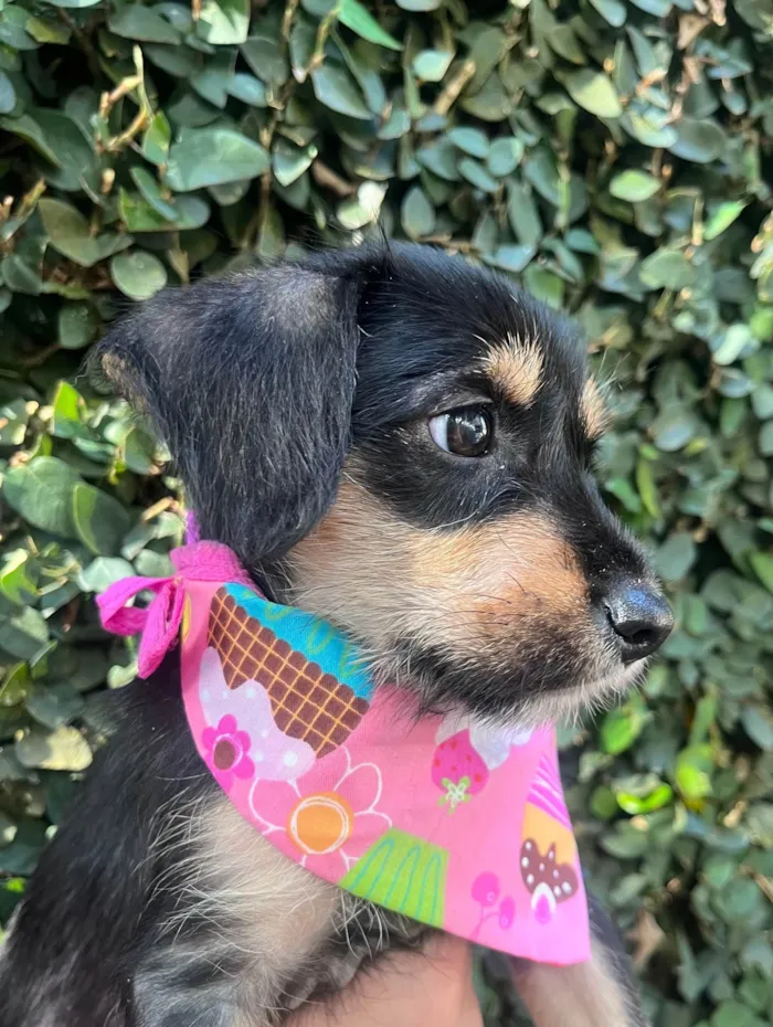 Cachorro ra a SRD-ViraLata idade 2 a 6 meses nome Gaia