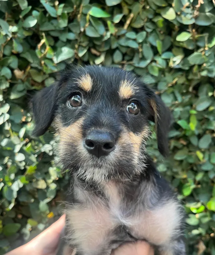 Cachorro ra a SRD-ViraLata idade 2 a 6 meses nome Gaia