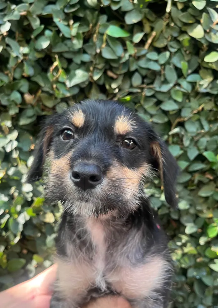 Cachorro ra a SRD-ViraLata idade 2 a 6 meses nome Gaia