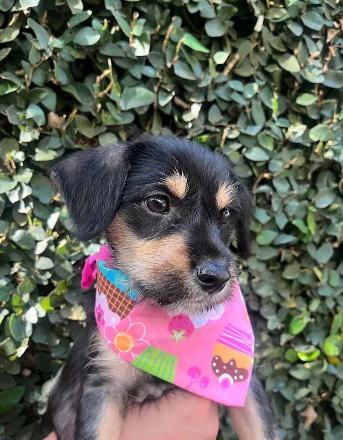 Cachorro ra a SRD-ViraLata idade 2 a 6 meses nome Gaia