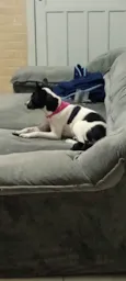 Pantera