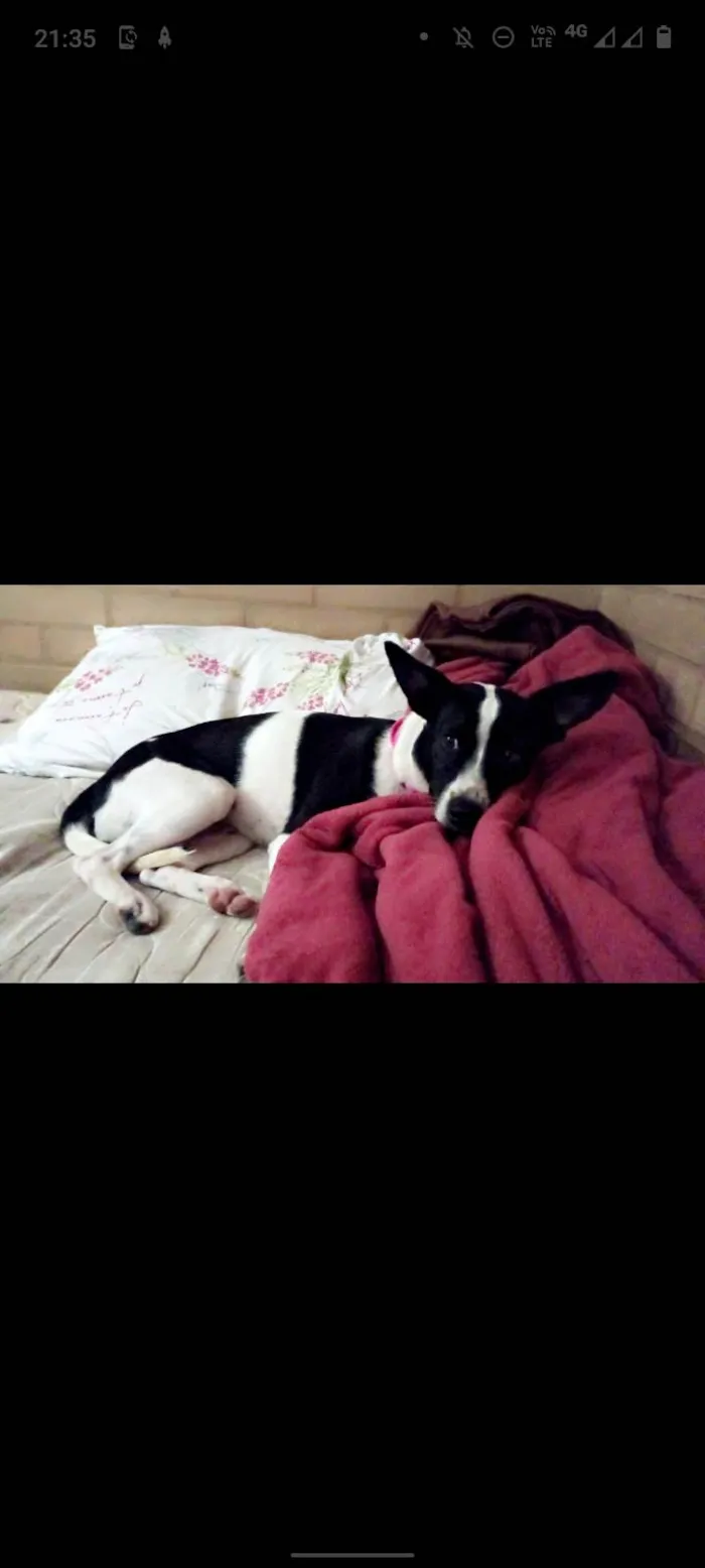 Cachorro ra a Disconhecida  idade 2 anos nome Pantera 