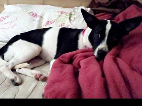 Cachorro ra a Disconhecida  idade 2 anos nome Pantera 