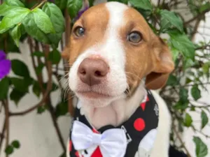 Cachorro raça SRD-ViraLata idade 2 a 6 meses nome Neji