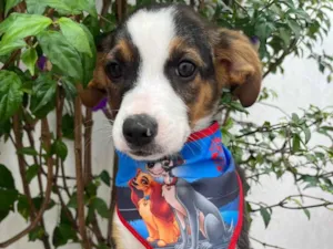 Cachorro raça SRD-ViraLata idade 2 a 6 meses nome Shikamaro