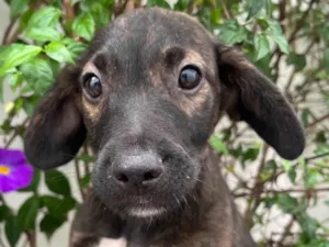 Cachorro raça SRD-ViraLata idade 2 a 6 meses nome Choji