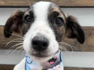 Cachorro raça SRD-ViraLata idade 2 a 6 meses nome Rock Lee