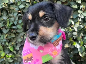 Cachorro raça SRD-ViraLata idade 2 a 6 meses nome Gaia