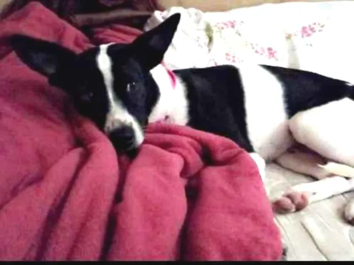 Cachorro ra a Disconhecida  idade 2 anos nome Pantera 