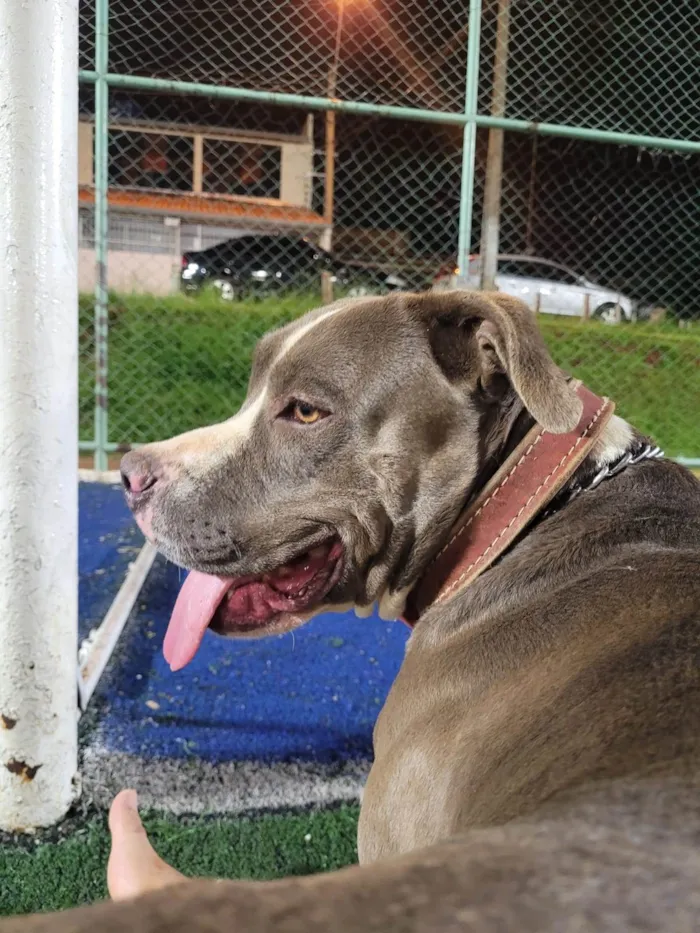 Cachorro ra a Pit-Bull idade 4 anos nome Toto