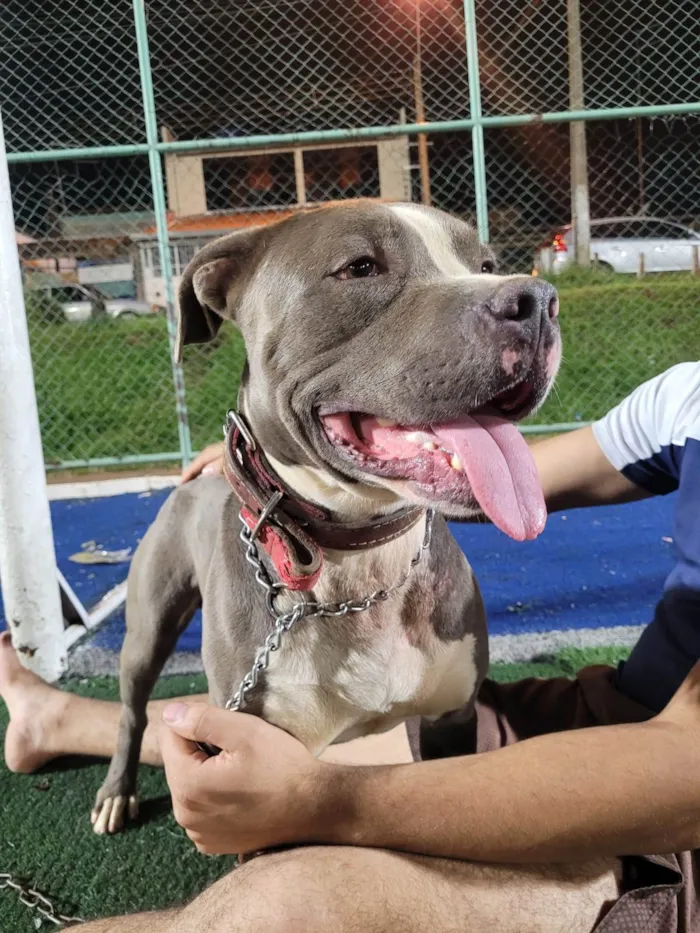 Cachorro ra a Pit-Bull idade 4 anos nome Toto