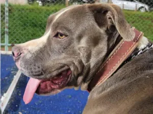 Cachorro raça Pit-Bull idade 4 anos nome Toto