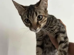 Gato raça SRD-ViraLata idade 2 a 6 meses nome gatos para adoção