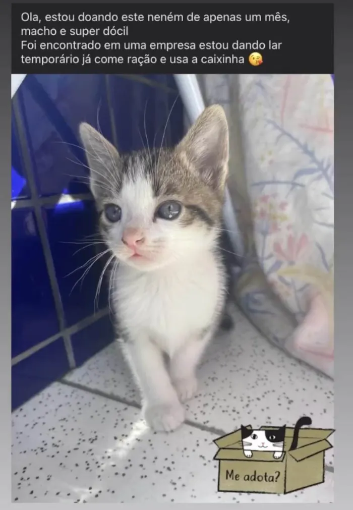 Gato ra a SRD-ViraLata idade 2 a 6 meses nome Não definido 