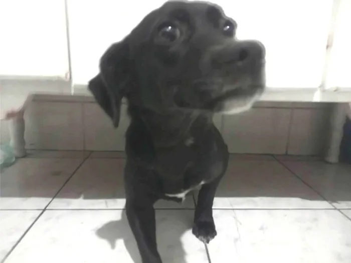 Cachorro ra a SRD-ViraLata idade 7 a 11 meses nome Jully