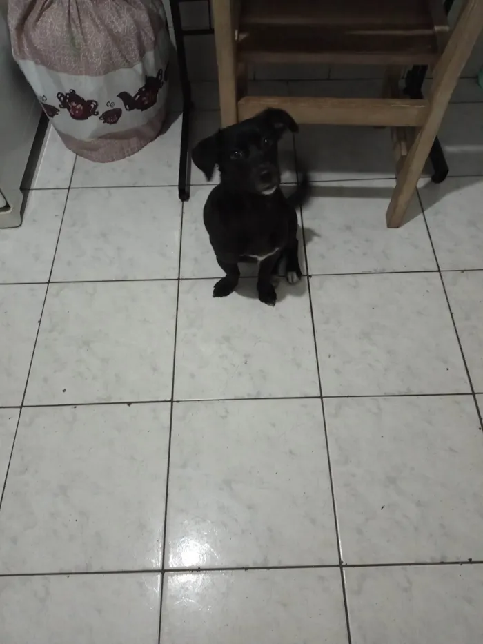 Cachorro ra a SRD-ViraLata idade 7 a 11 meses nome Jully