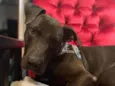 Gilda Mix de Staffordshire Bull terrier