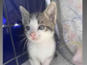 Gato raça SRD-ViraLata idade 2 a 6 meses nome Não definido 